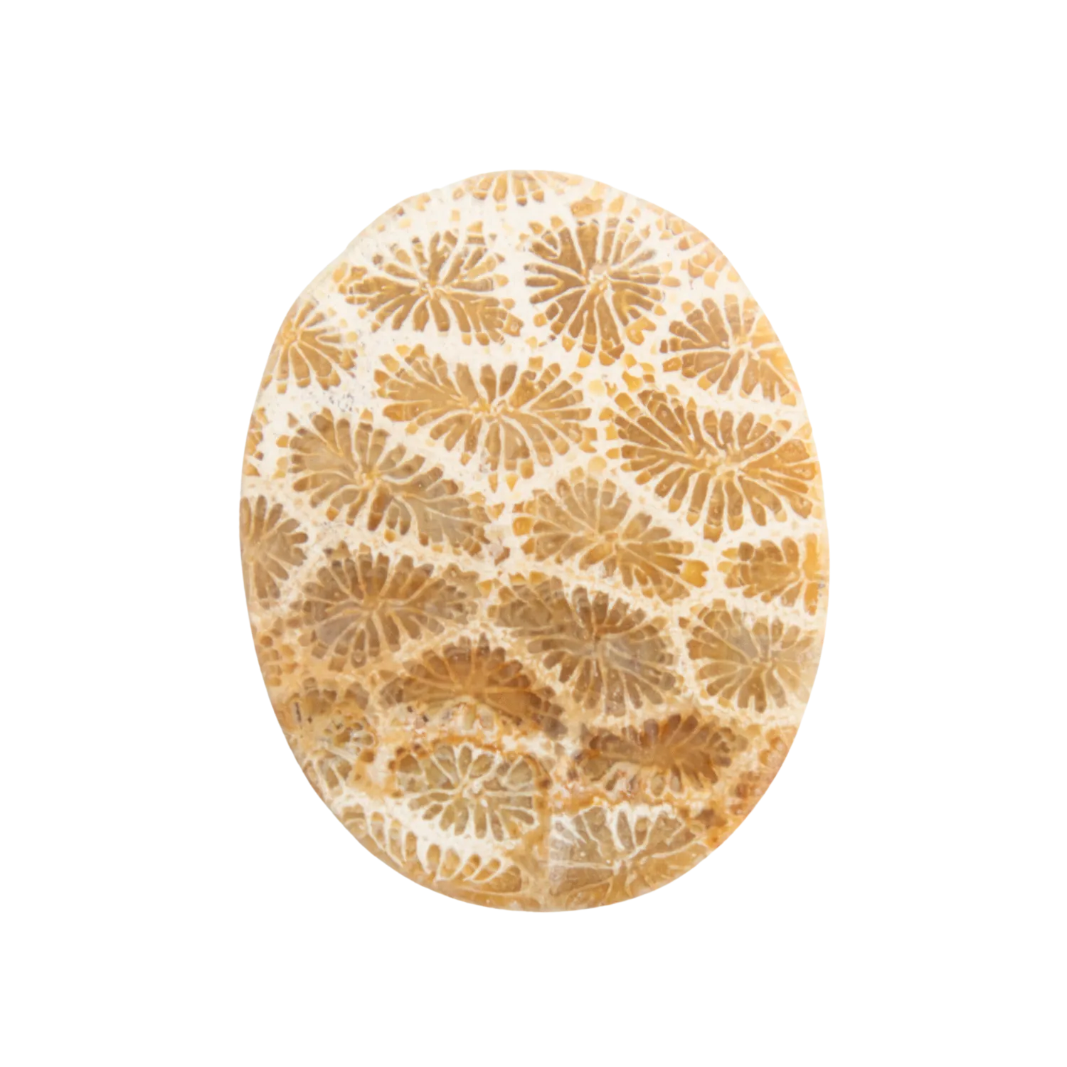 Fossil Coral Worry Stone