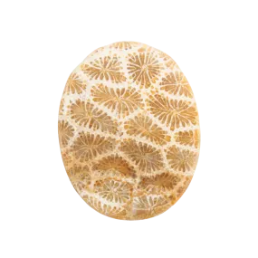 Fossil Coral Worry Stone